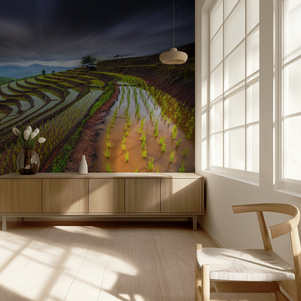 Unseen Rice Field | Wallpaper