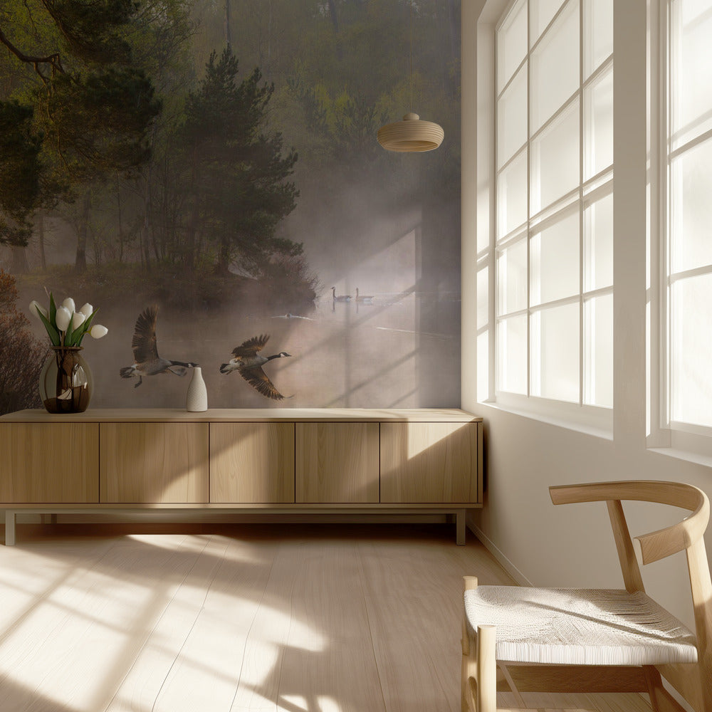 Goose fight | Wallpaper