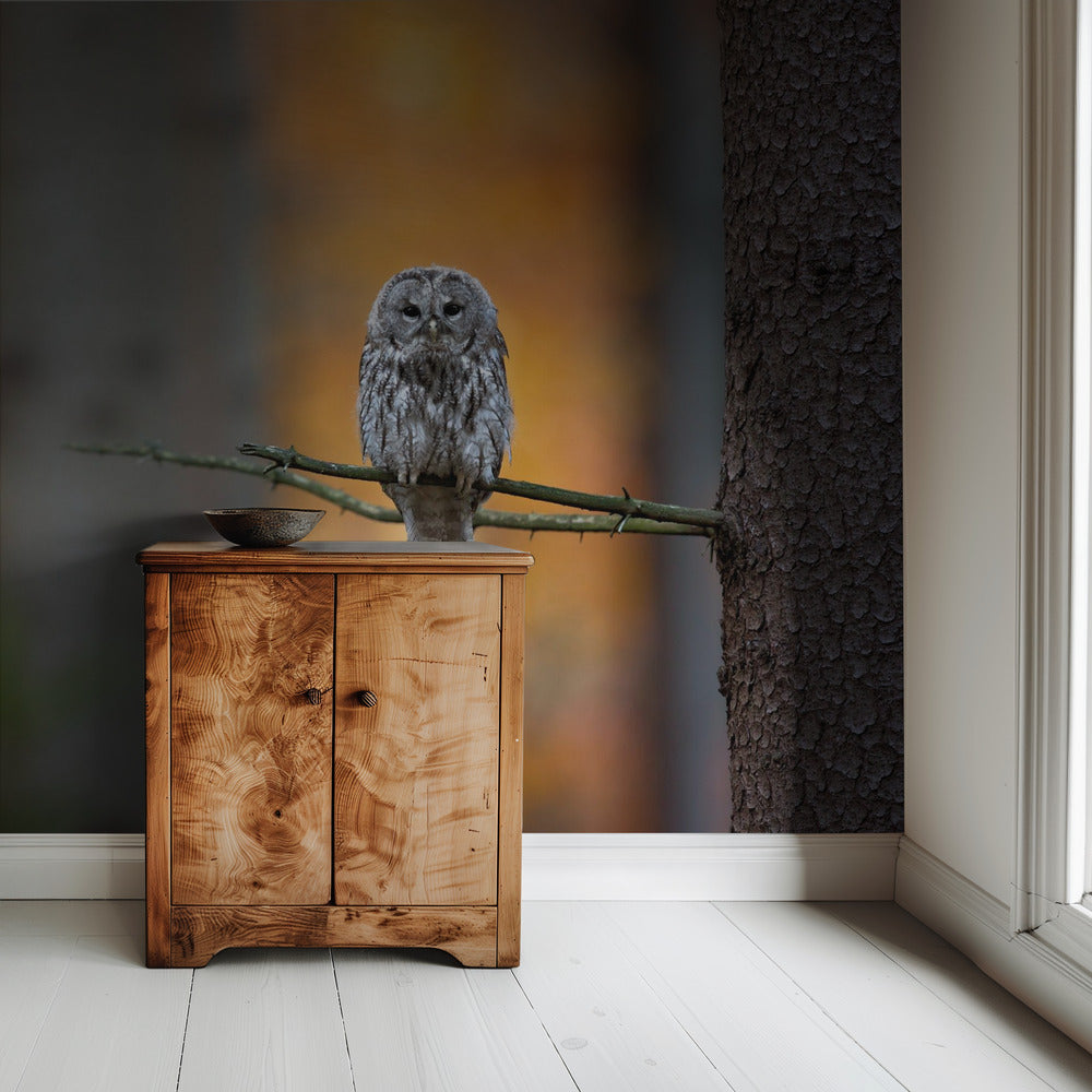 Tawny Owl | Wallpaper