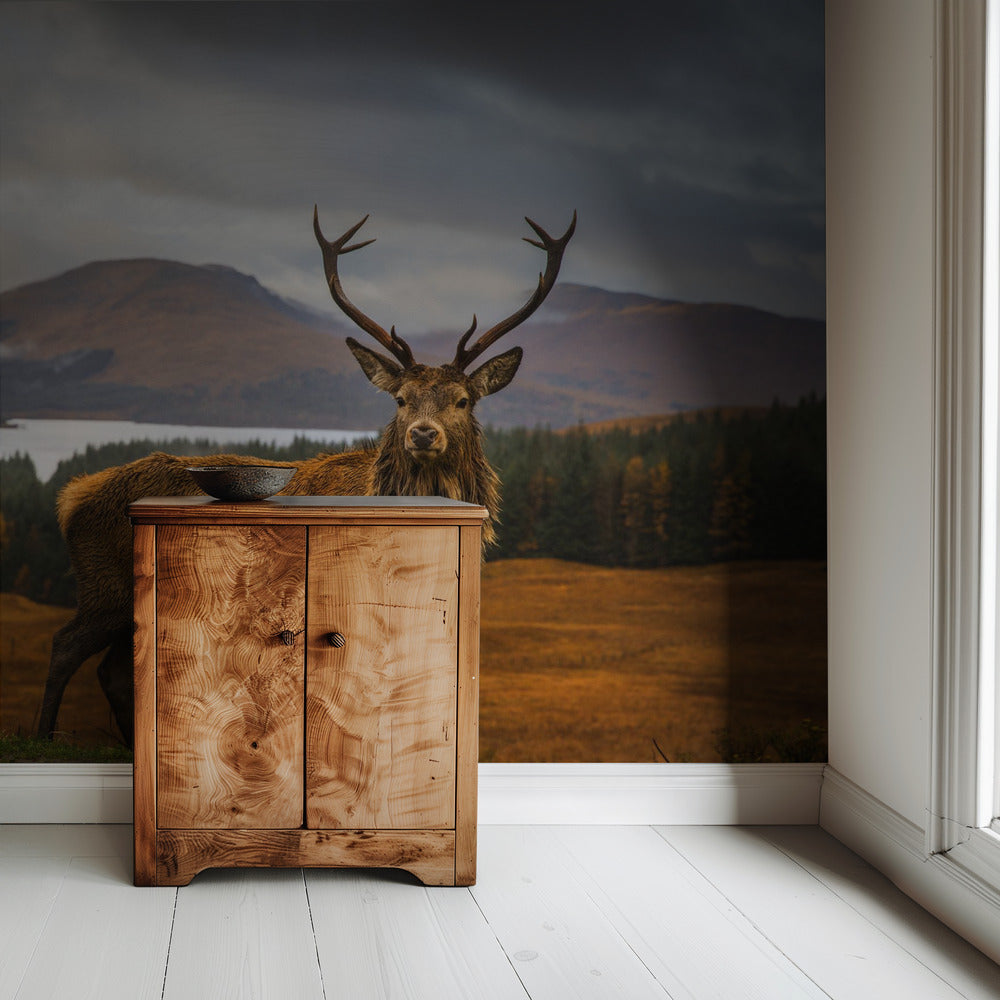 Scottish Stag | Wallpaper