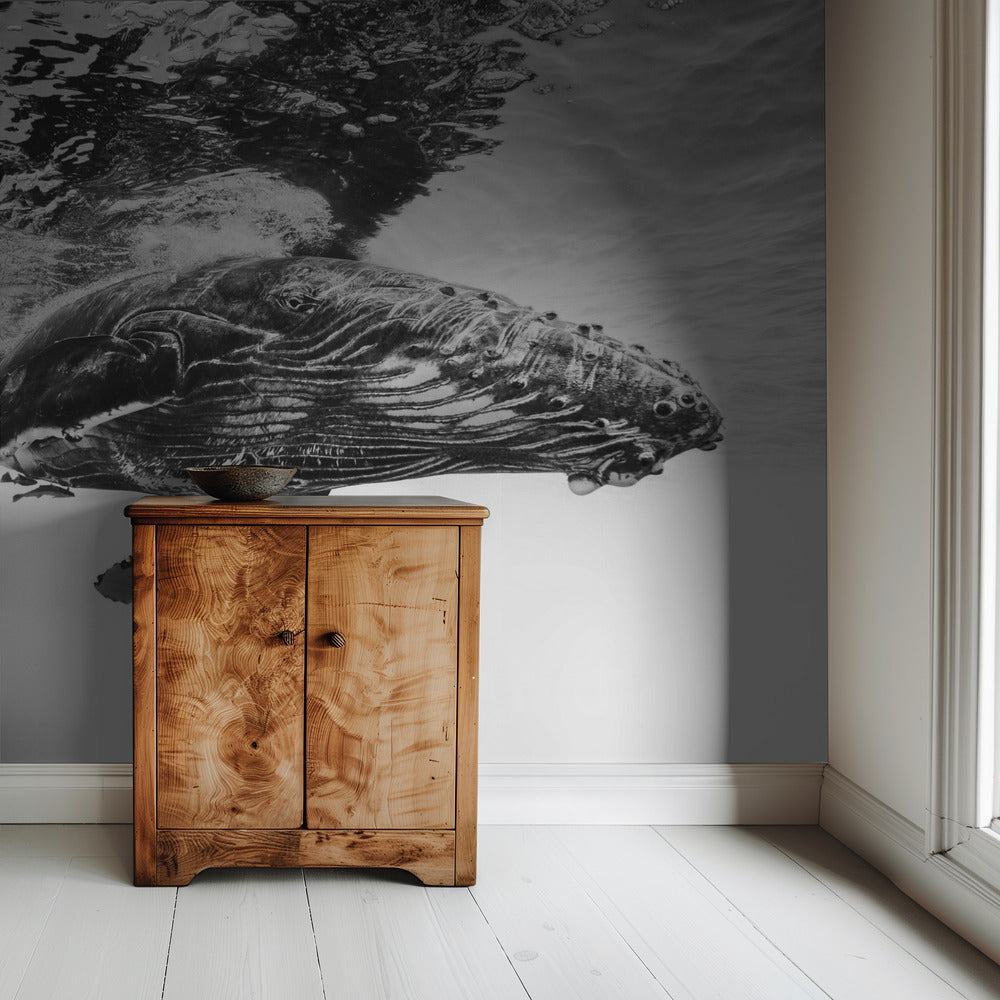 Humpback whale calf | Wallpaper