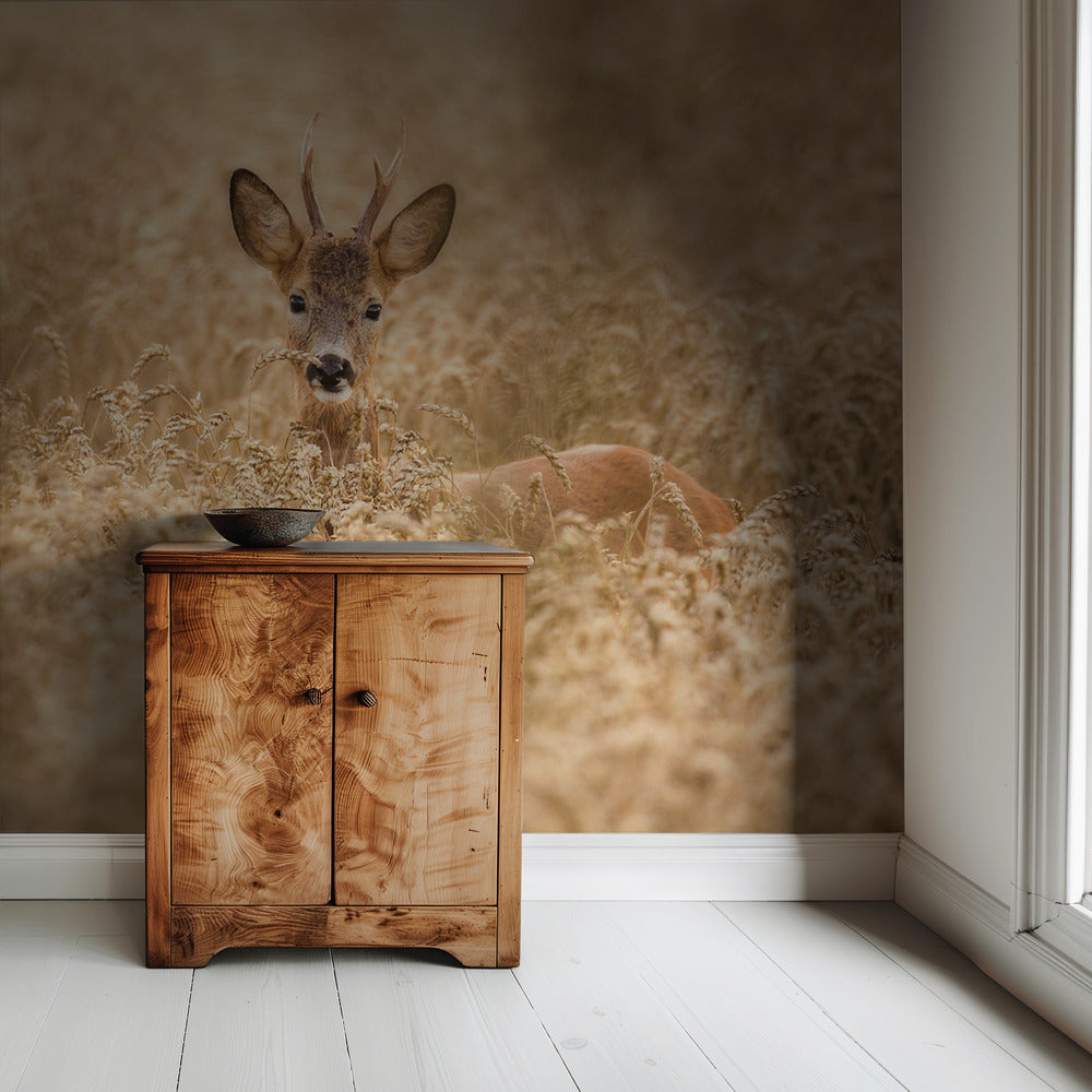 Deer in the field | Wallpaper