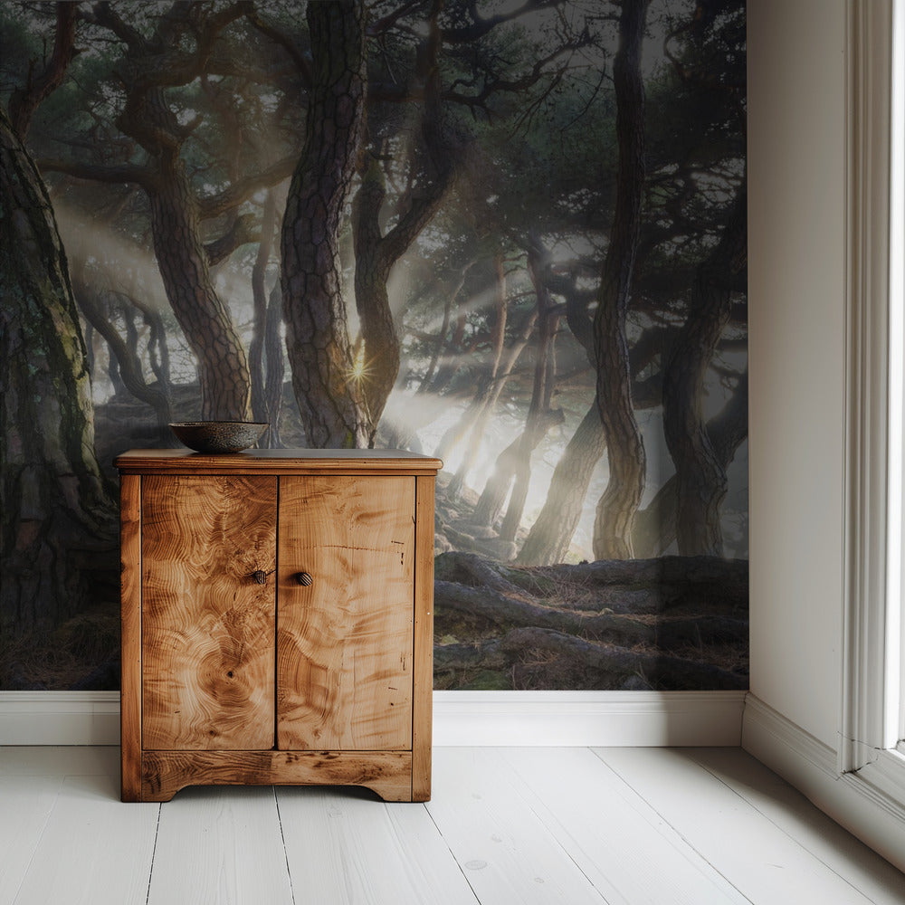 Sacred Pine Trees | Wallpaper