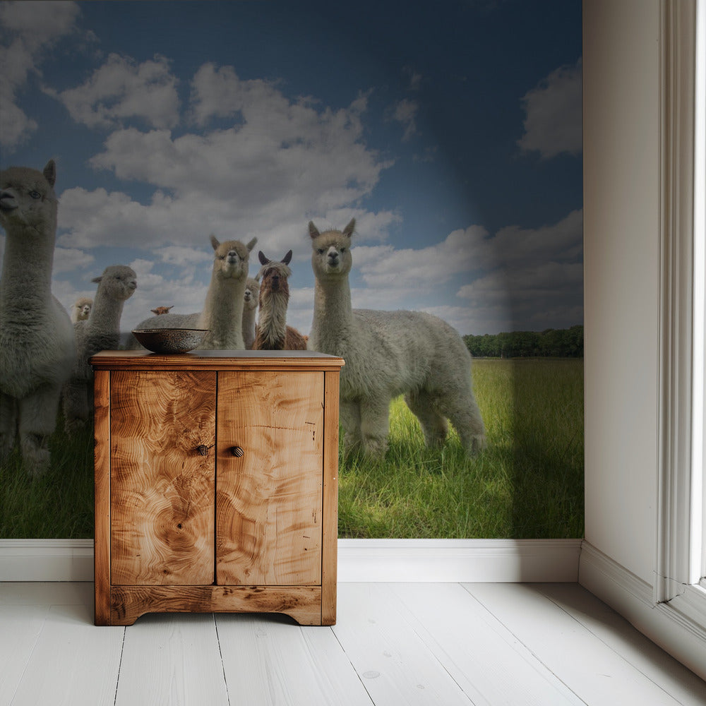 Send in the Alpaca's! | Wallpaper