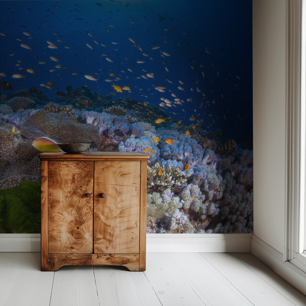 Anemon and Anthias | Wallpaper