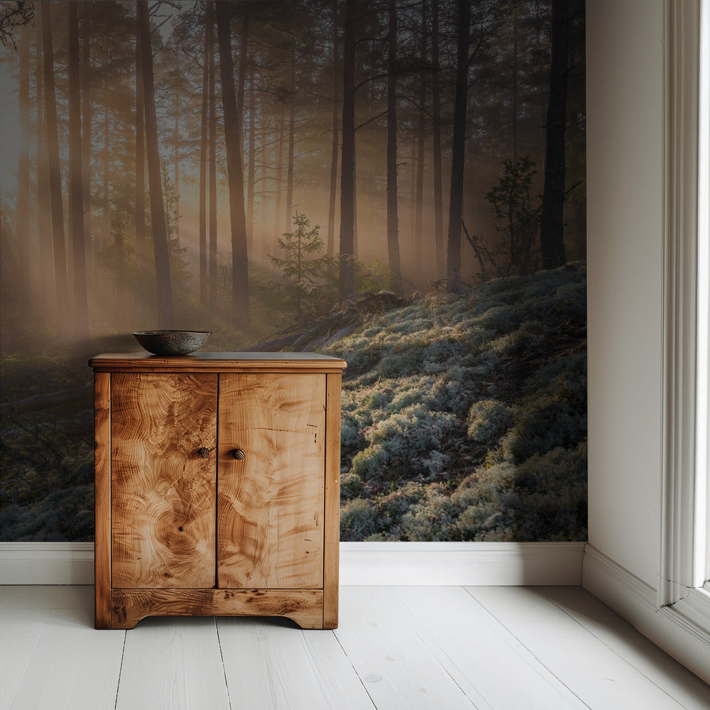 Fog in the forest with white moss in the forground | Wallpaper