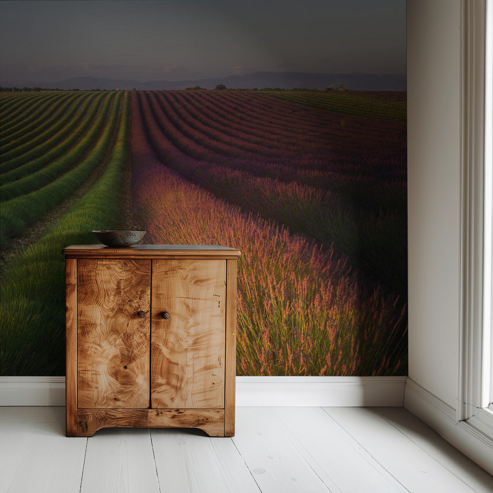 Field of lavender | Wallpaper