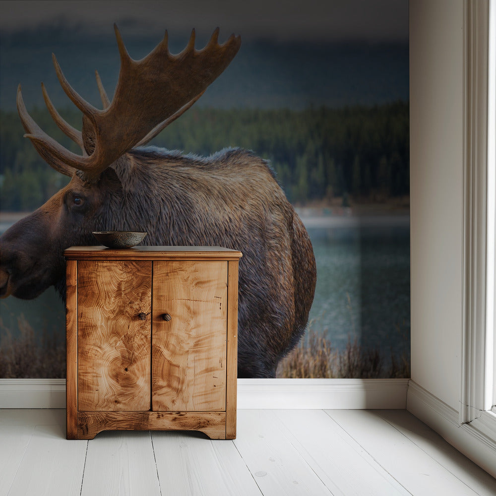 Moose | Wallpaper