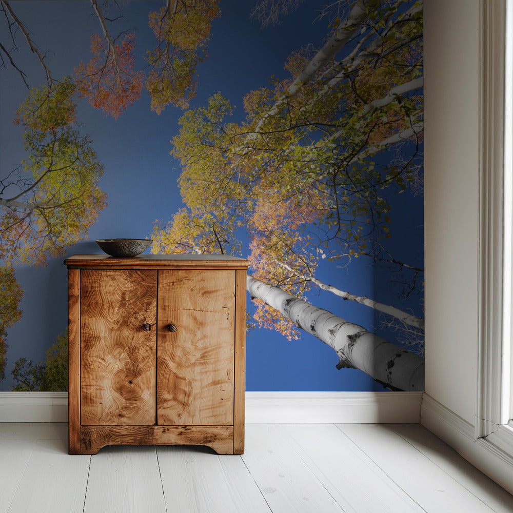 Autumn Birchs | Wallpaper