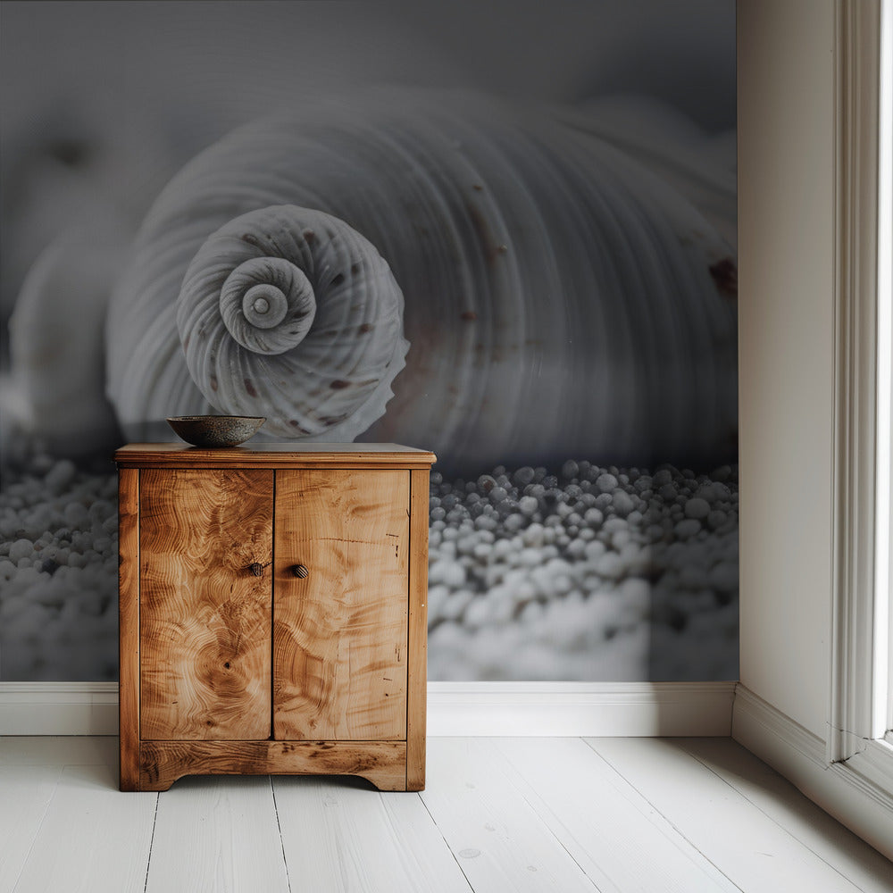 Seashell Serenity | Wallpaper