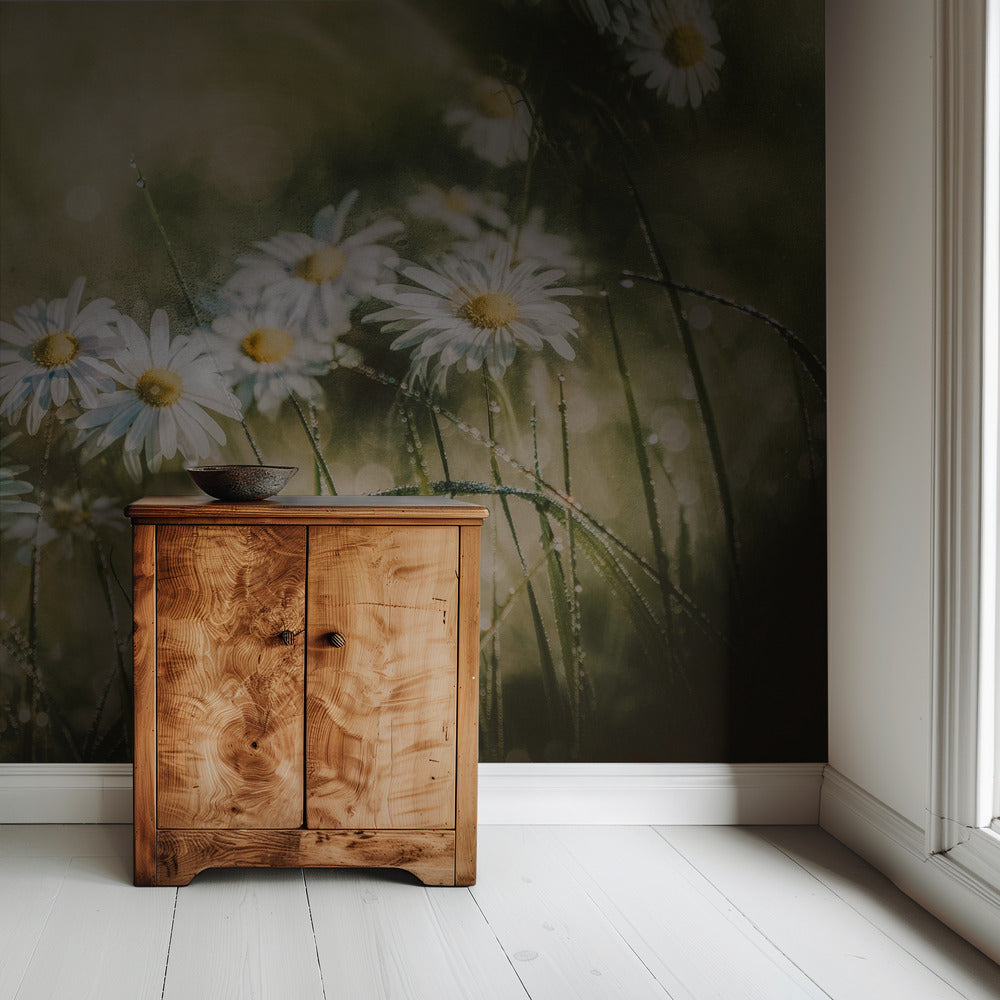 daisies in early morning | Wallpaper