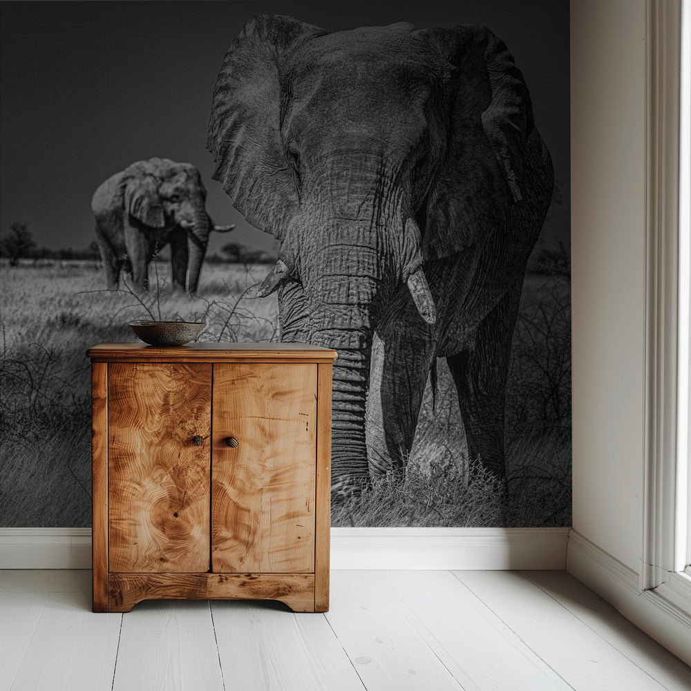 Elephant fields | Wallpaper