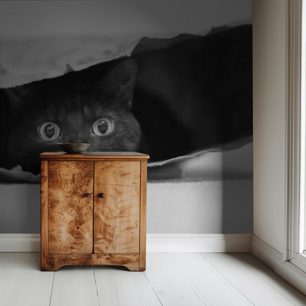 Cat in a bag | Wallpaper