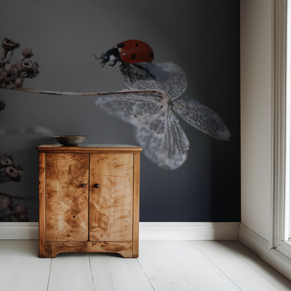 Ladybird on hydrangea. | Wallpaper
