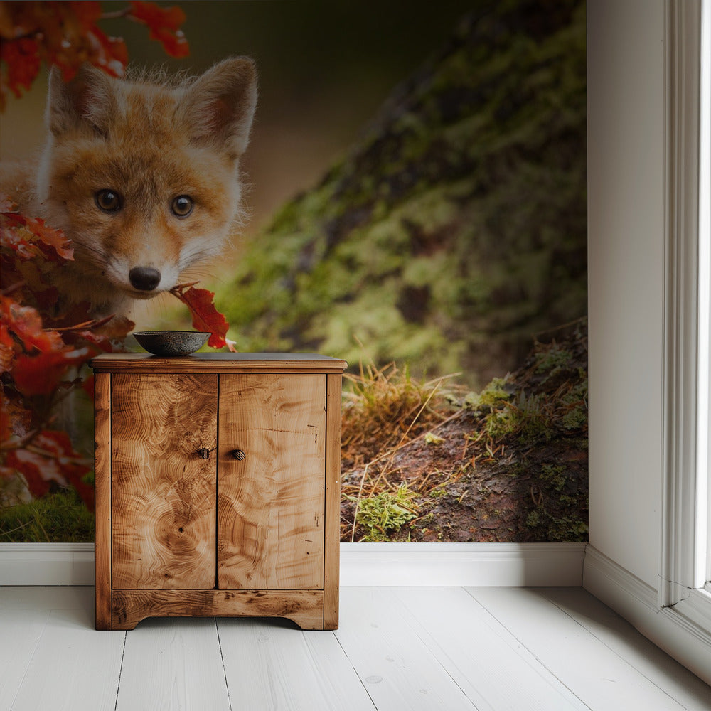 Fox | Wallpaper