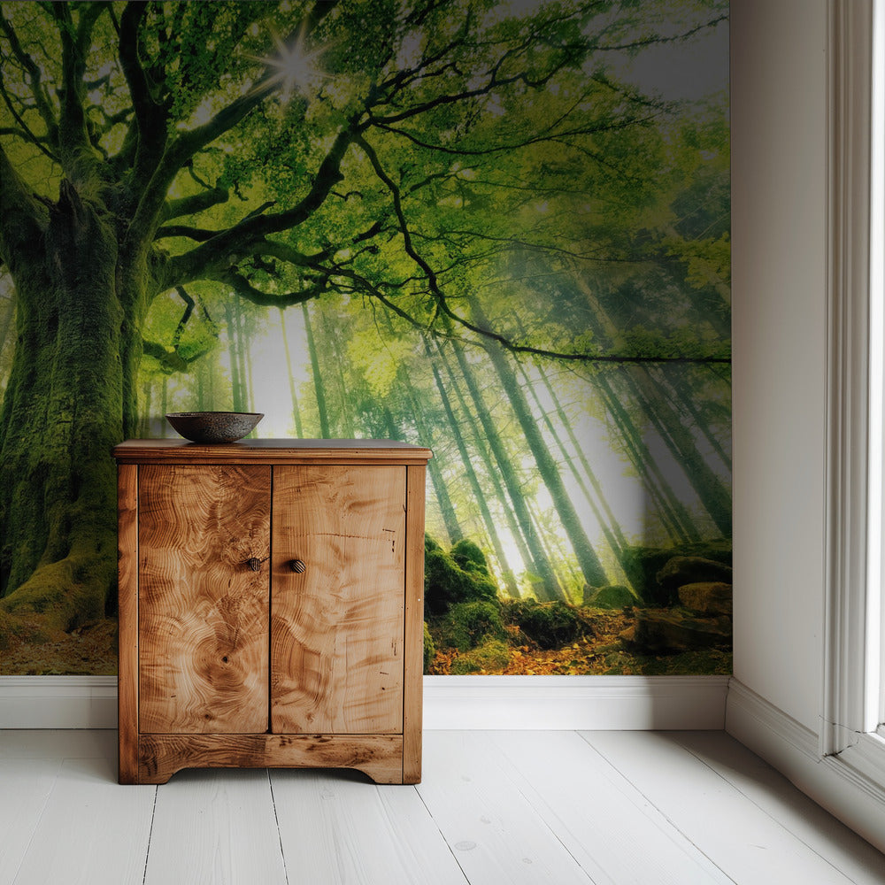 Ponthus' Beech | Wallpaper