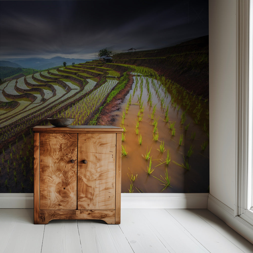 Unseen Rice Field | Wallpaper