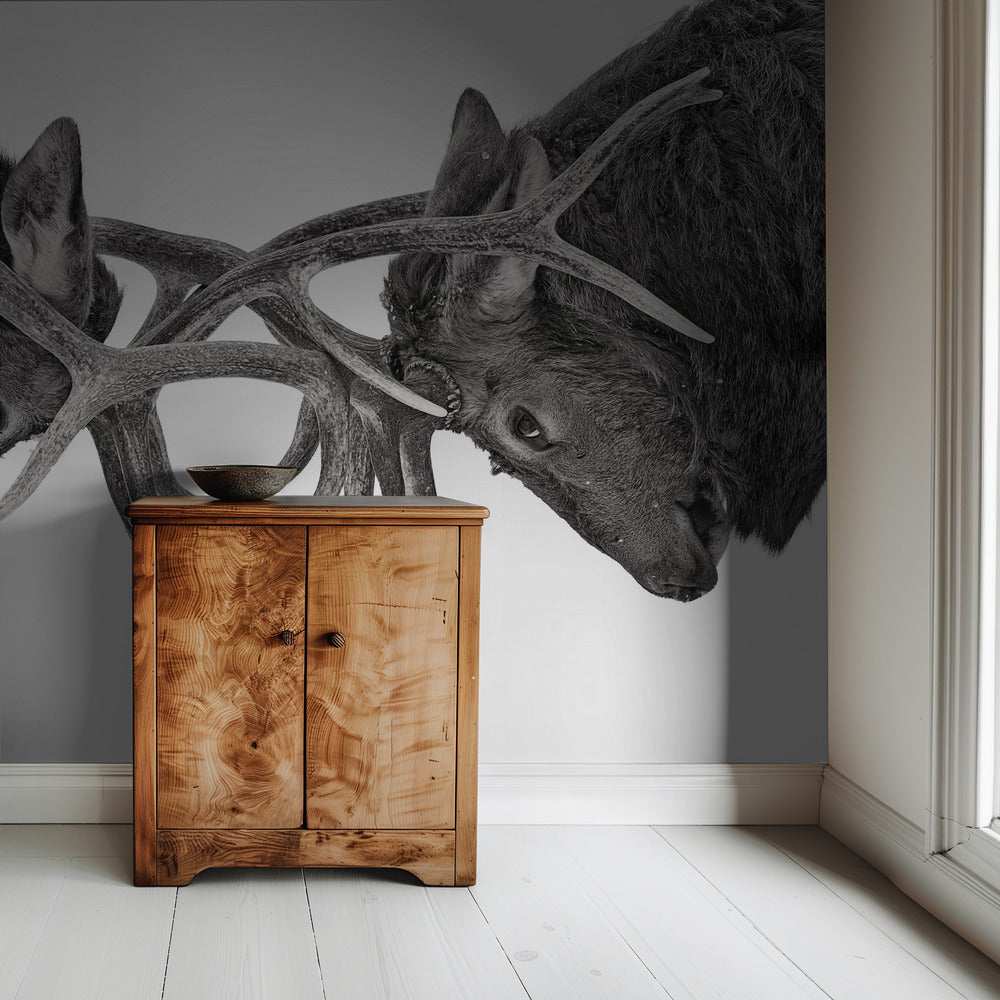 Eye to Eye - Elk fight | Wallpaper