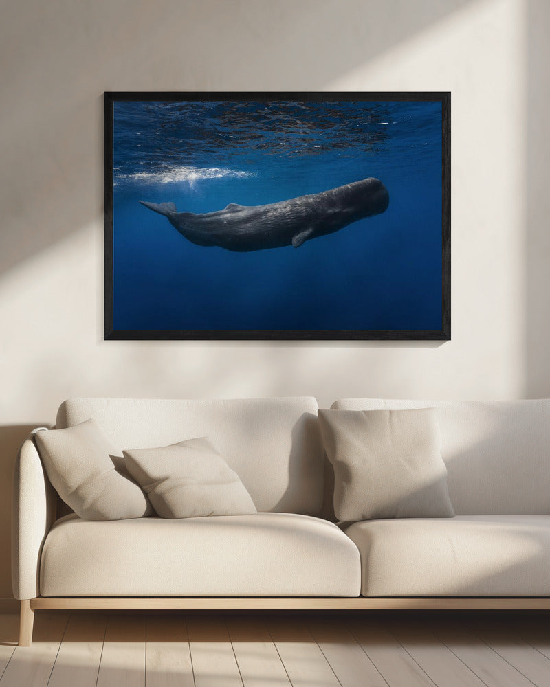Sperm whale | Canvas