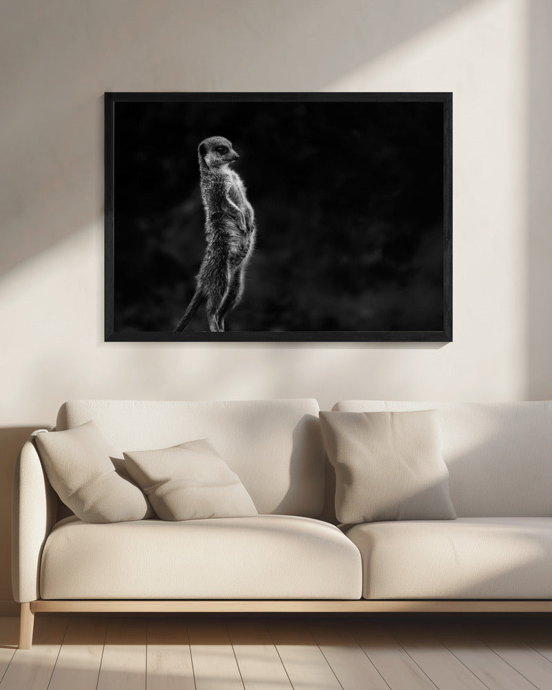 The meerkat | Canvas