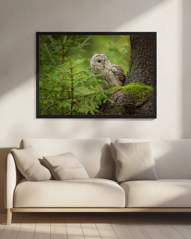 Ural Owl | Canvas