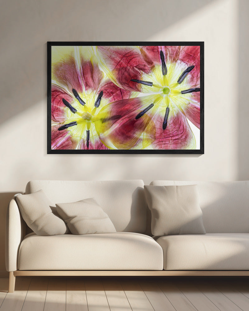 Tulips | Canvas