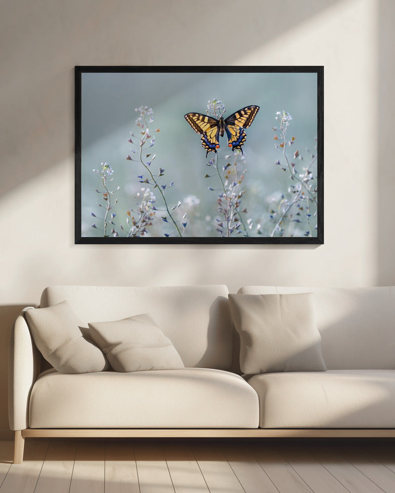 Swallowtail beauty | Canvas