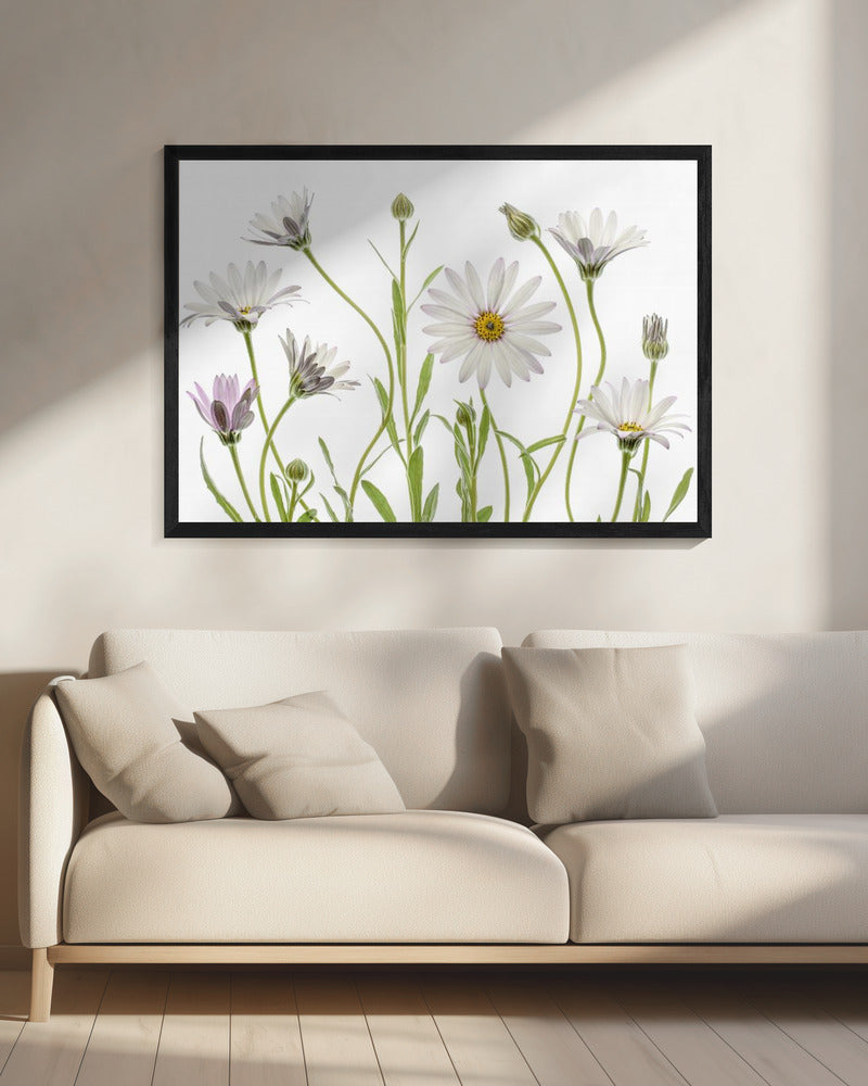 Cape Daisies | Canvas