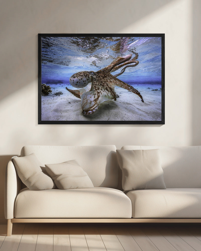 Dancing Octopus | Canvas