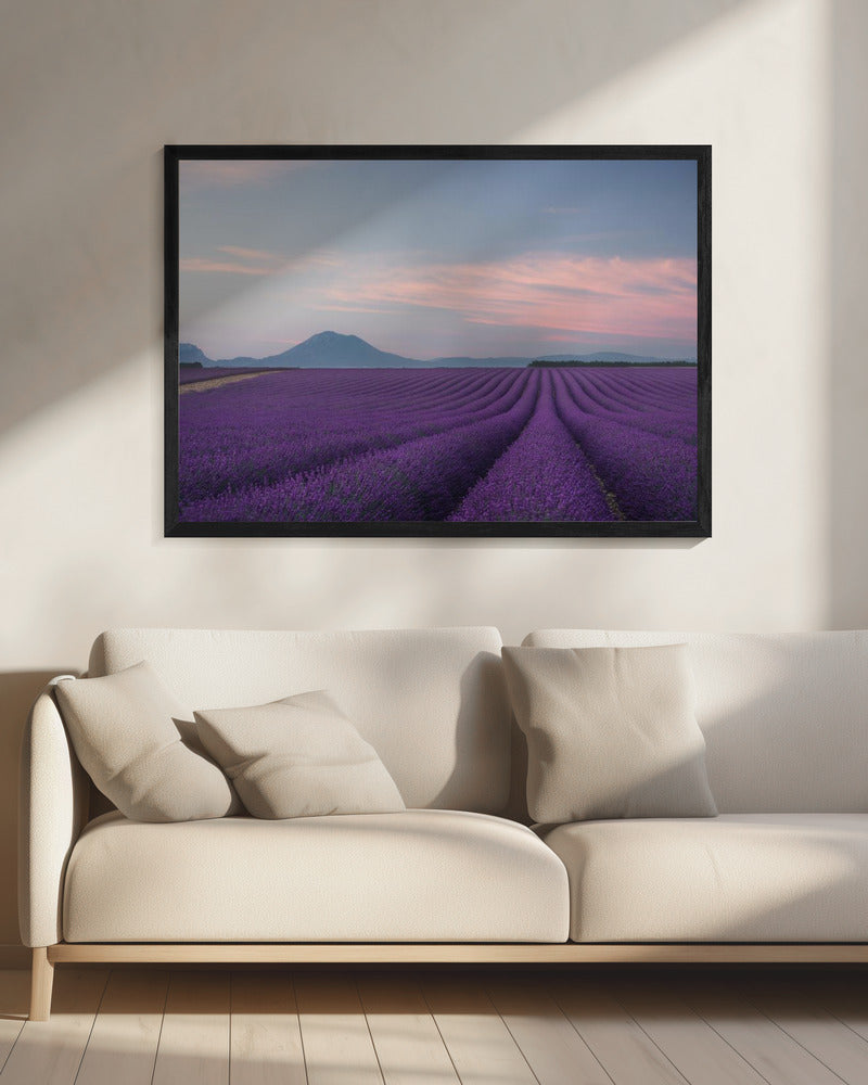 Lavender field | Canvas