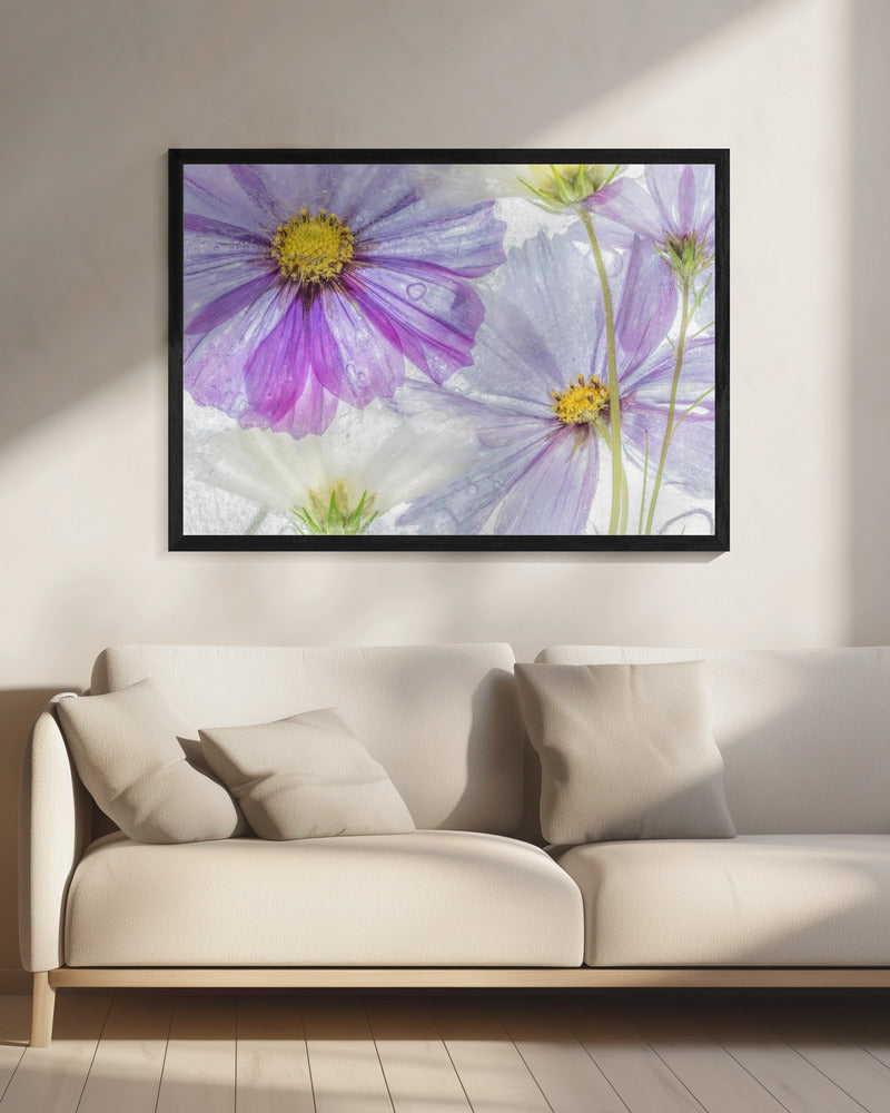 Cosmos cool | Canvas