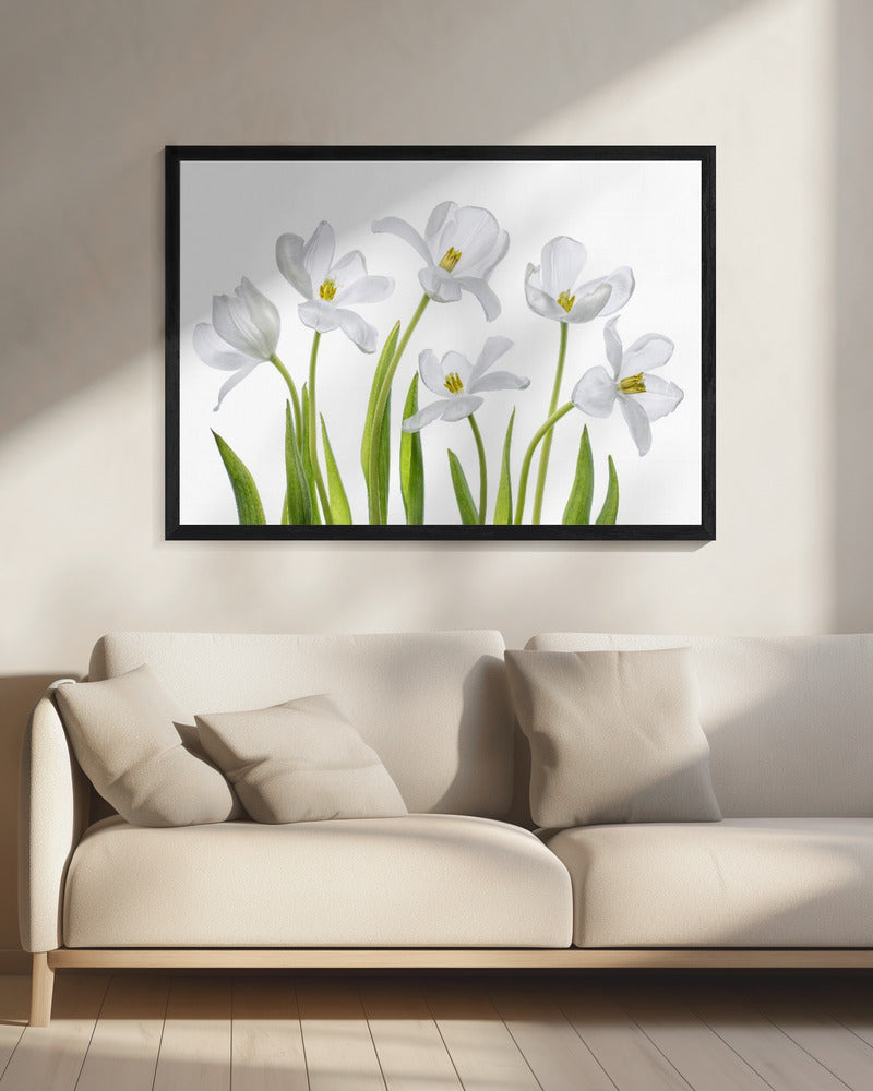 White Tulips | Canvas