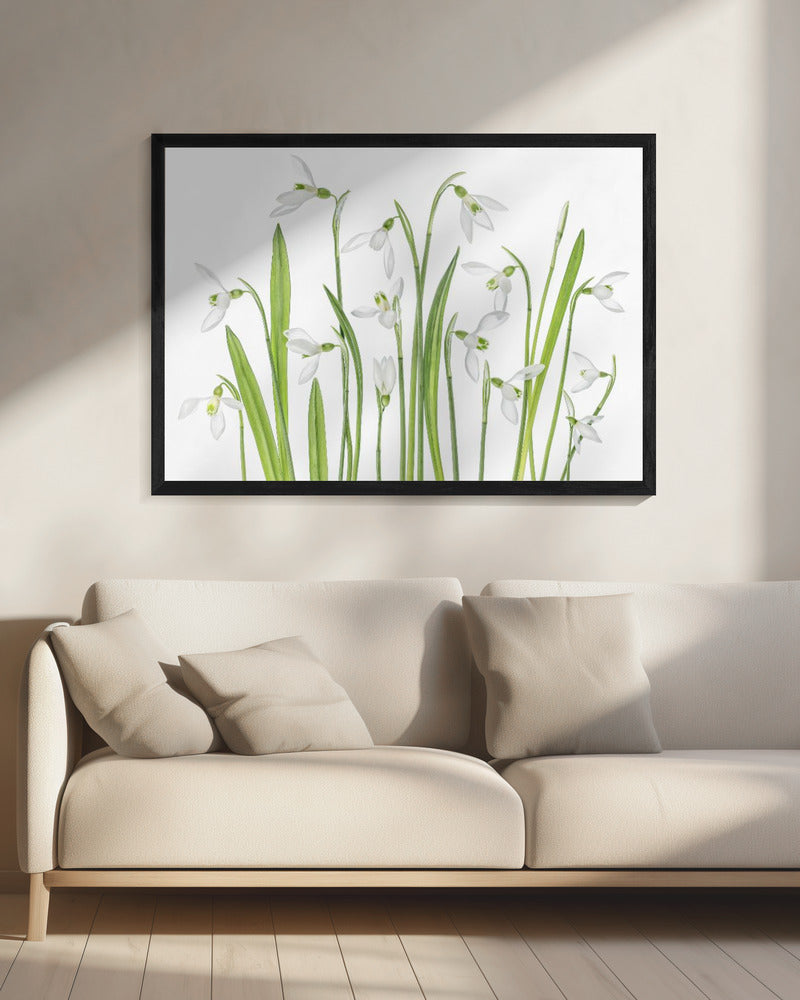 First Snowdrops | Canvas