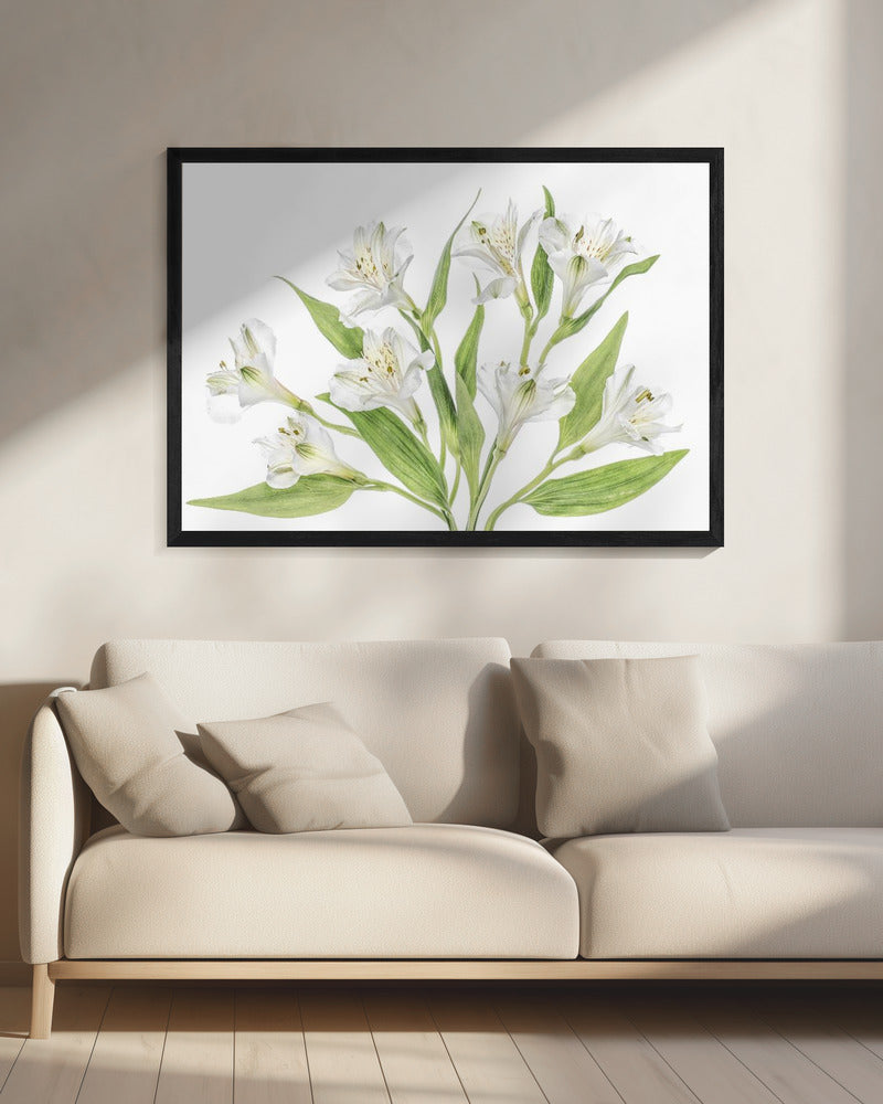 Alstroemeria | Canvas