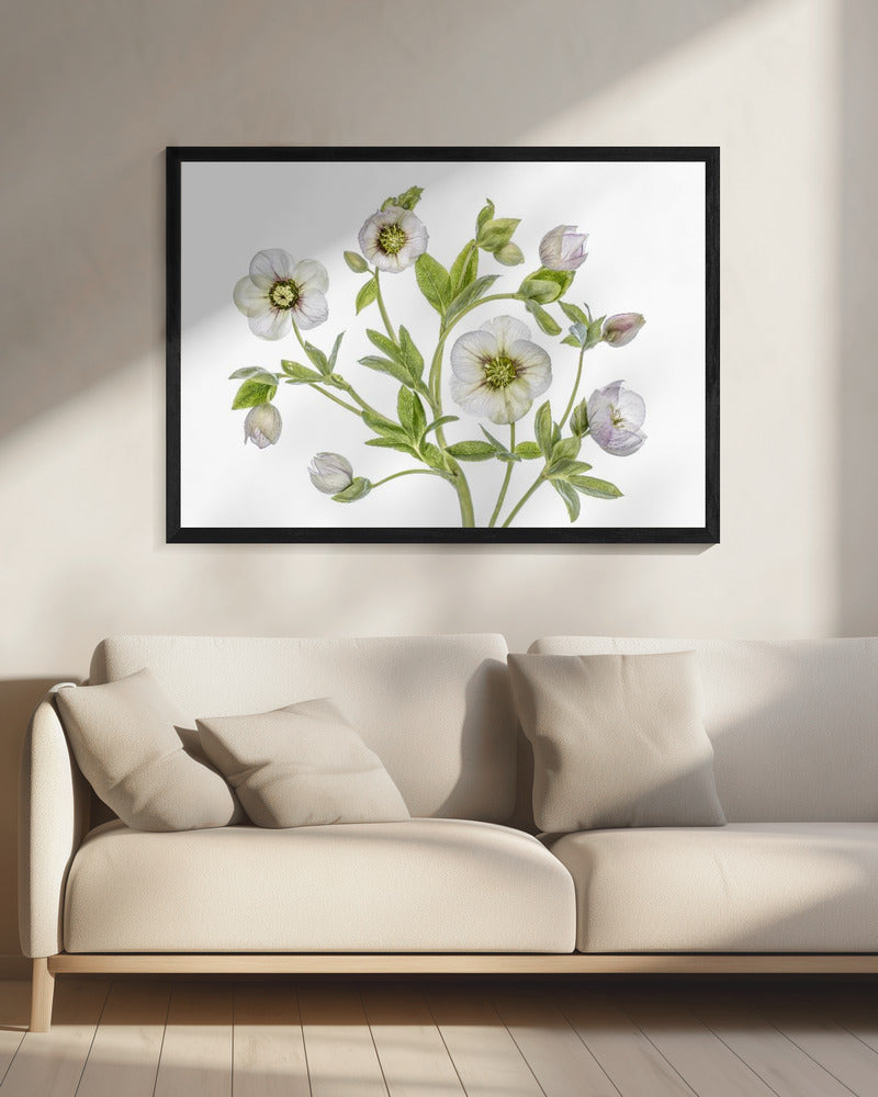 Hellebore | Canvas