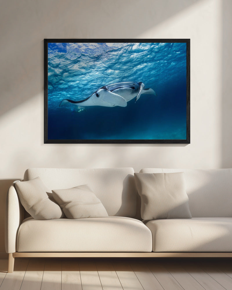 Manta ray | Canvas
