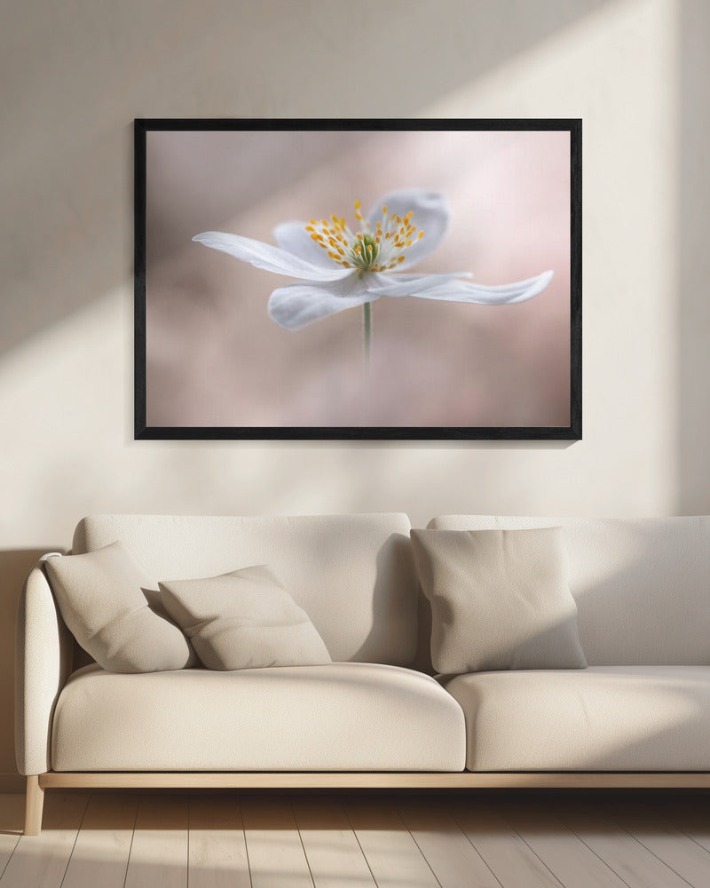 Anemone Nemorosa | Canvas