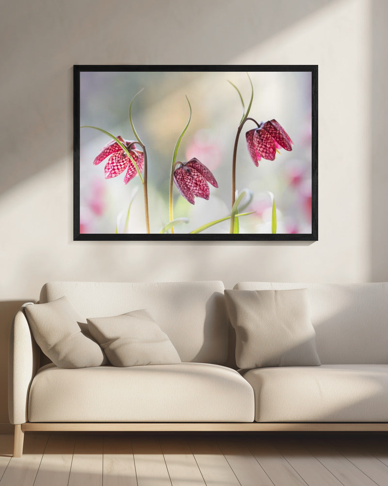Snakes head Fritillary | Canvas