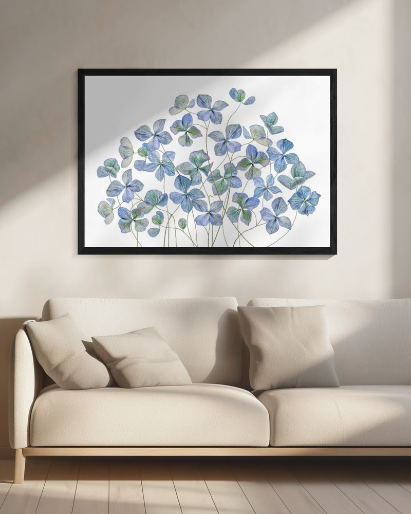 Hydrangea | Canvas