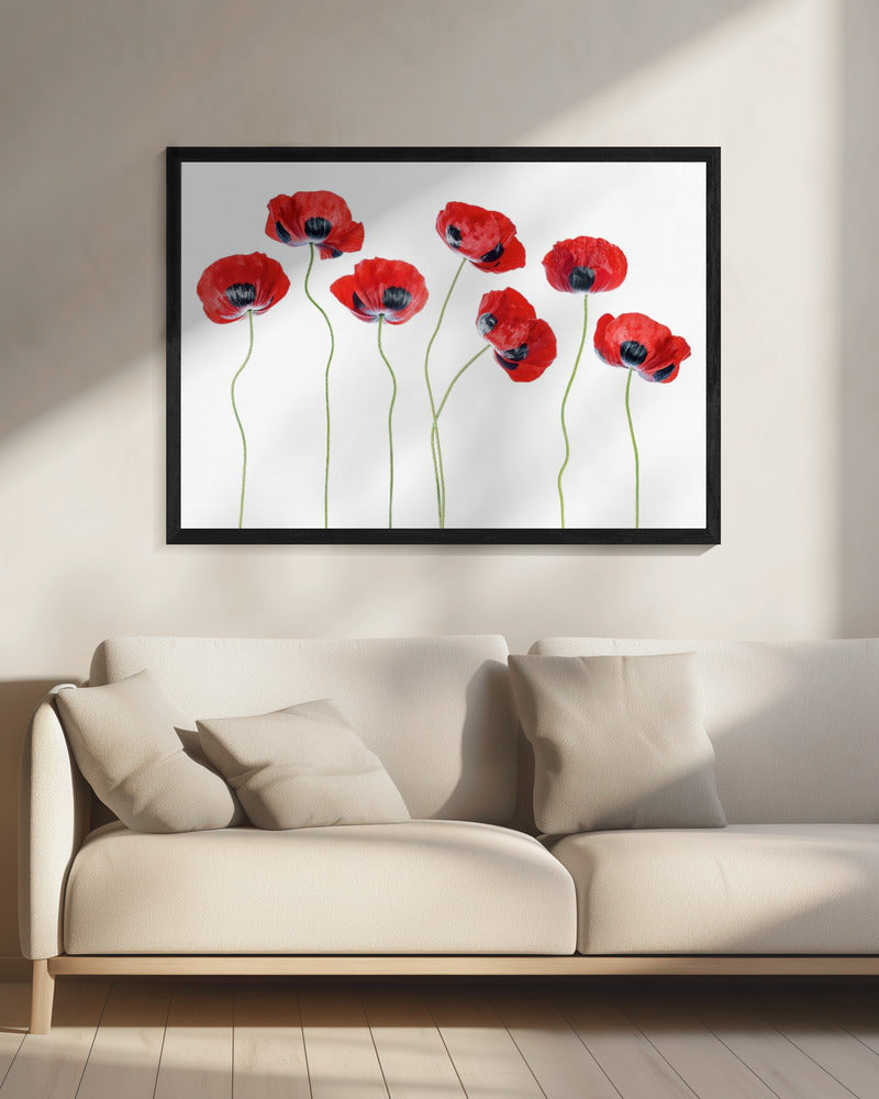 Ladybird Poppies | Canvas