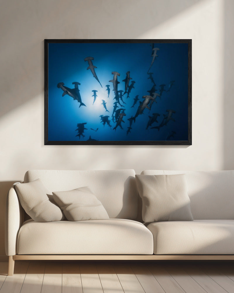 Hammerhead Shark - Underwater Photography | Canvas
