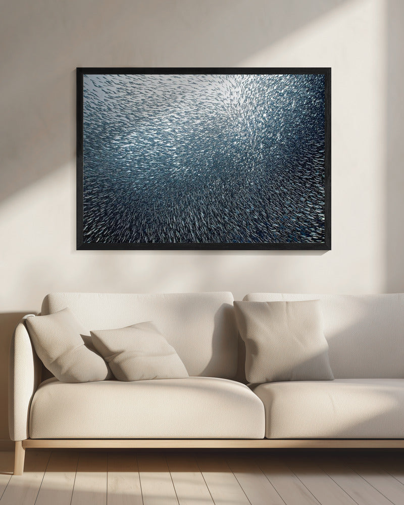 Sardines Firework | Canvas