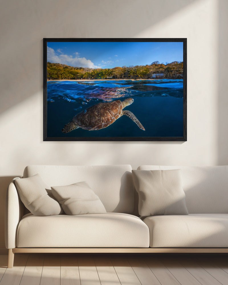 Green Turtle - Sea Turtle | Canvas