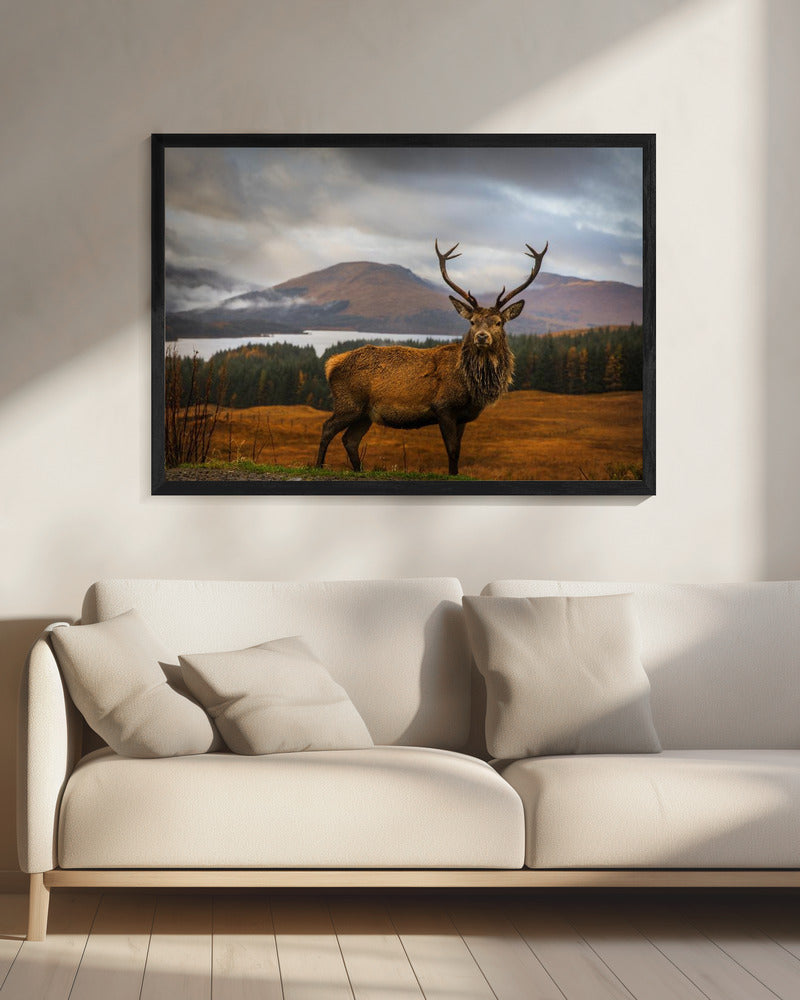 Scottish Stag | Canvas