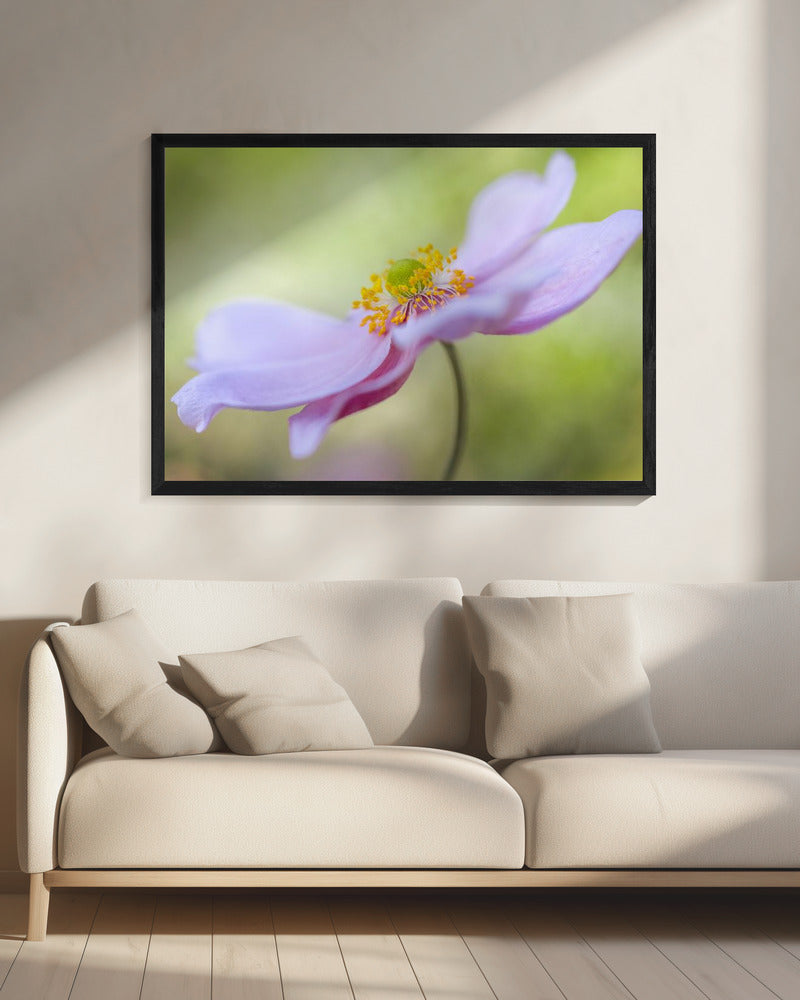 Japanese Anemone | Canvas