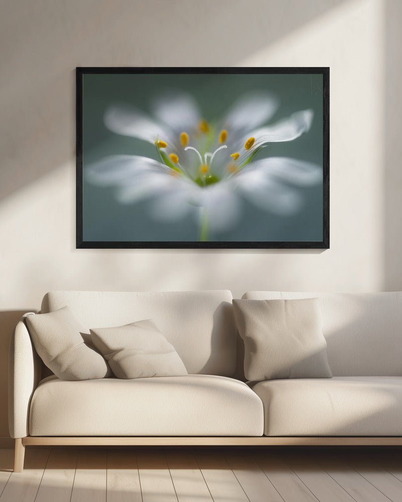 Stitchwort | Canvas