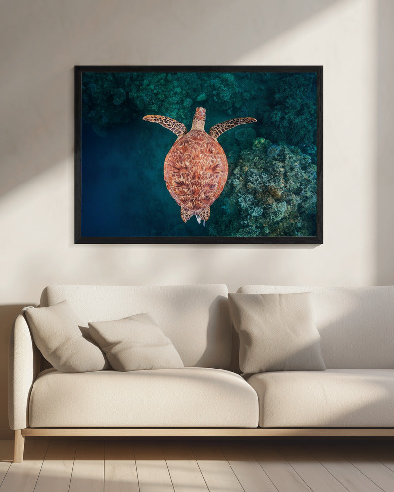 Flying over the reef | Canvas