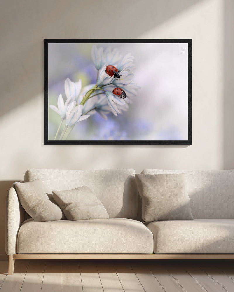 Ladybirds | Canvas