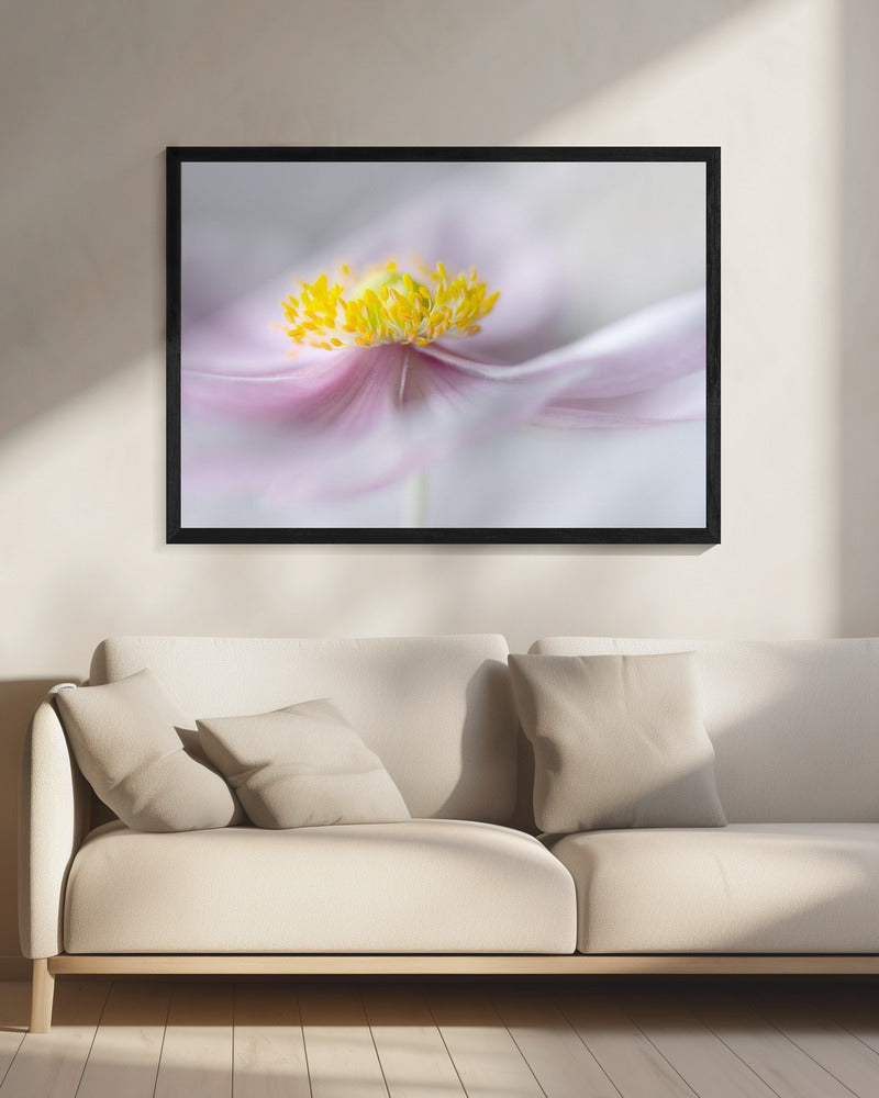 Anemone | Canvas
