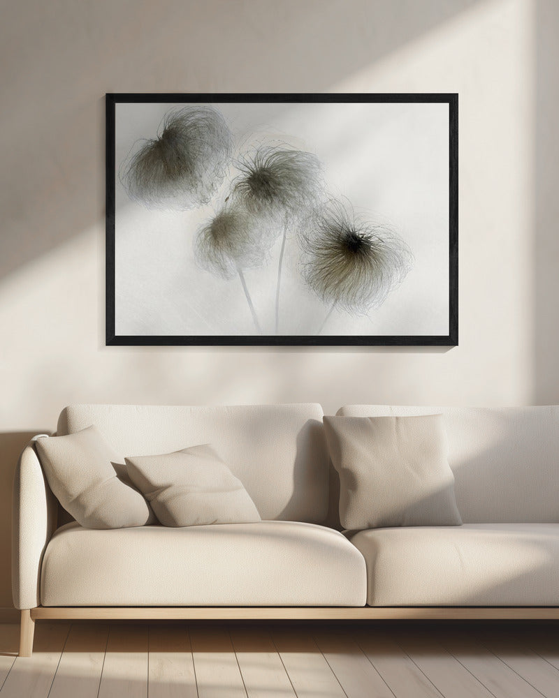 Clematis | Canvas
